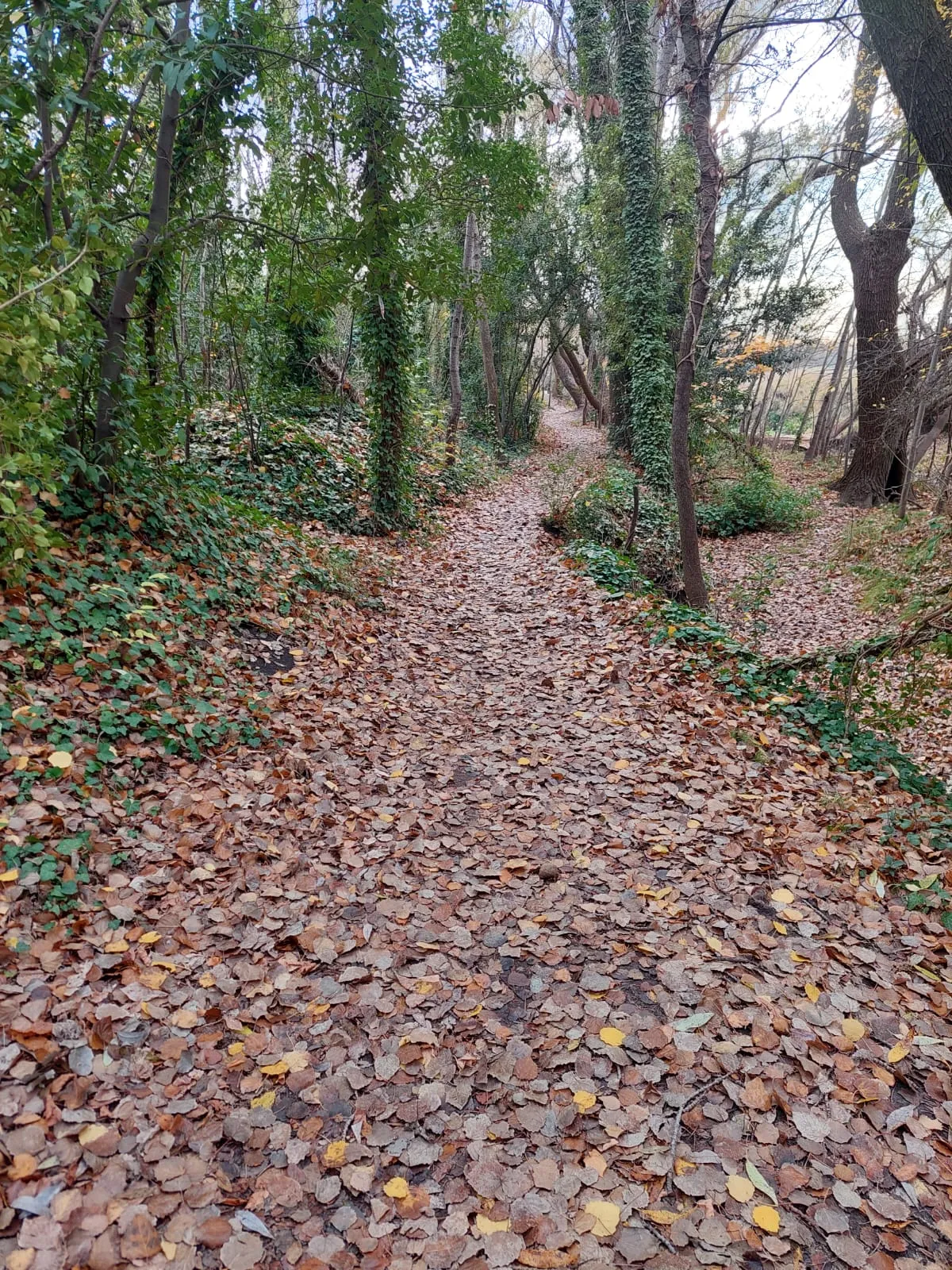 Sendas del Pillahuincó